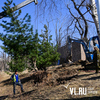 В Нагорном парке высадили 12 взрослых кедровых сосен (ФОТО)