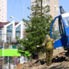 Высота деревьев 5,5–6 метров — newsvl.ru