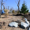 Для высадки деревьев пришлось применять тяжёлую технику — newsvl.ru