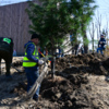 Прикапывают деревья вручную, вооружившись лопатами — newsvl.ru