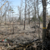 Деревья отмечены лентами, но разрешения на снос не выдавалось — newsvl.ru
