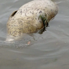 У берегов Русского острова в апреле обнаружили три трупа морских млекопитающих