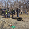 Непривычно чисто стало возле обители уток-мандаринок — newsvl.ru