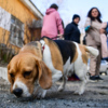 Собаку по кличке Оливия семья Мирославы вывезла с собой  — newsvl.ru