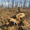 Приморцы напилили леса в Лазовском районе на 115 млн рублей