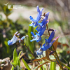Пришла весна: во Владивостоке и пригороде началось активное цветение (ФОТО)
