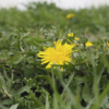 Маленькие солнышки показываются в траве — newsvl.ru
