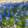 У пролески мелкие цветки ярко-голубого цвета — newsvl.ru