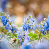 Роса освежает весенние цветочки — newsvl.ru