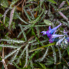 Благодаря росе фотографии растений получаются более живописными — newsvl.ru