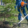 Почётные гости вместе с курсантами Дальневосточной пожарно-спасательной академии высадили деревья — newsvl.ru