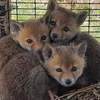 Четыре лисёнка в Уссурийске остались сиротами — их мать убило током