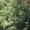 Хвойных и кипарисовых растений представлено много — newsvl.ru