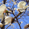 Пока цветут только белые магнолии, но бутоны набрали и розовые — newsvl.ru