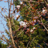 Сакура - священное дерево в Японии — newsvl.ru