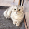 Были на выставке и кошки, похожие на породистых, их забирали в первую очередь — newsvl.ru