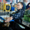Особое внимание котикам уделяли дети. Каждый хотел взять на руки или погладить животное — newsvl.ru