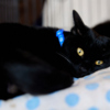 Чёрный кот – к невезению. Этот миф развеяли волонтёры — newsvl.ru