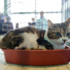 Коты любят забираться в коробки, тазики и лотки — newsvl.ru