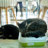В этой клетке три кота. Один спрятался, потому что очень стеснялся — newsvl.ru