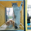 Коты хотели поскорее покинуть свои клетки  — newsvl.ru