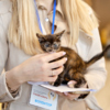 Принести котят на выставку мог каждый желающий — newsvl.ru