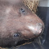 Маленького медвежонка подбросили в коробке жителям Дальнереченского района
