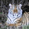 В Тернейском районе довольный тигр позировал перед инспектором охотнадзора (ФОТО)
