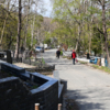 Вдоль дороги на Лесном кладбище мусора нет — newsvl.ru