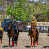 Организатором мероприятия выступил конно-спортивный клуб «Боевая лошадь»  — newsvl.ru