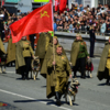Собаководы традиционно порадовали зрителей своим проходом  — newsvl.ru
