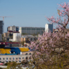 На улицах Владивостока цветут фруктовые деревья, создавая настроение горожанам — newsvl.ru