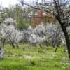 В саду цветёт слива и вишня — newsvl.ru