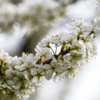 Сливы этой весной цветут очень обильно — newsvl.ru