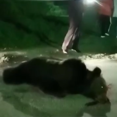В центр Лесозаводска вышел бурый медведь – зверя застрелили 