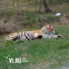 Приморцы встретили под Спасском-Дальним позирующего у дороги тигра 