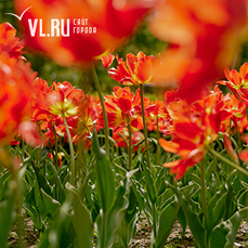 Владивостокцы съезжаются в Ботанический сад посмотреть на цветение тюльпанов