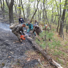 В Приморье выгорело 9 тысяч га леса &#151; в поджогах подозревают &laquo;чёрных лесорубов&raquo;