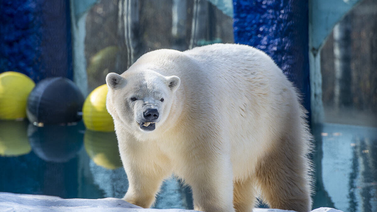 Почему белому медведю в зоосаде негде плавать - выяснит прокуратура (ВИДЕО)