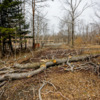 Территория завалена ветками деревьев и строительным хламом — newsvl.ru