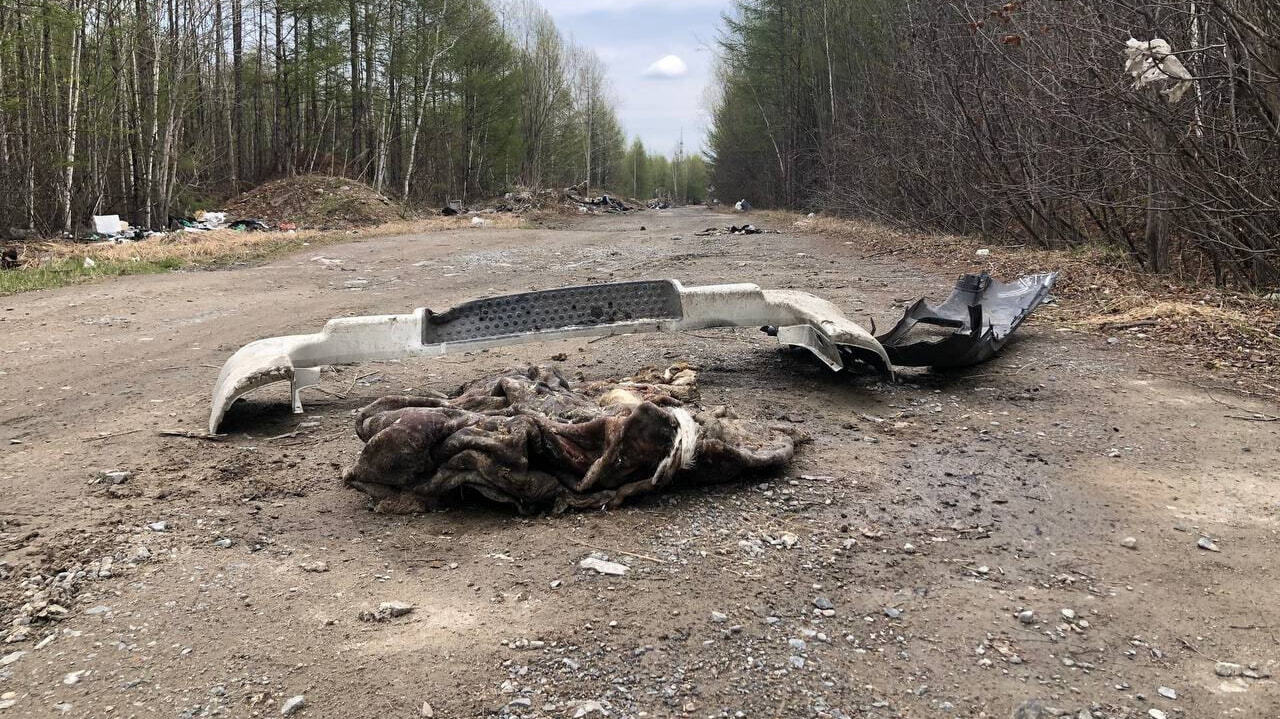 Без особого рвения убрала скотомогильник администрация Комсомольска (ВИДЕО)  — Новости Хабаровска