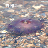 Первые в этом году медузы появились в бухте Фёдорова во Владивостоке (ФОТО)