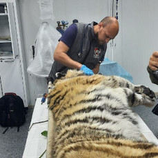 Тигра, который поранил лапу и давил собак в селе Верхний Перевал, выпустили на волю