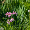 В конце весны большинство растений распускают яркие цветы — newsvl.ru