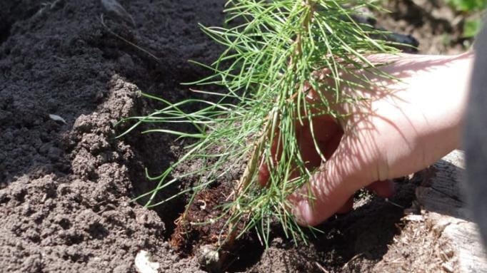 Высадкой деревьев отметили экологический праздник хабаровчане (ФОТО)