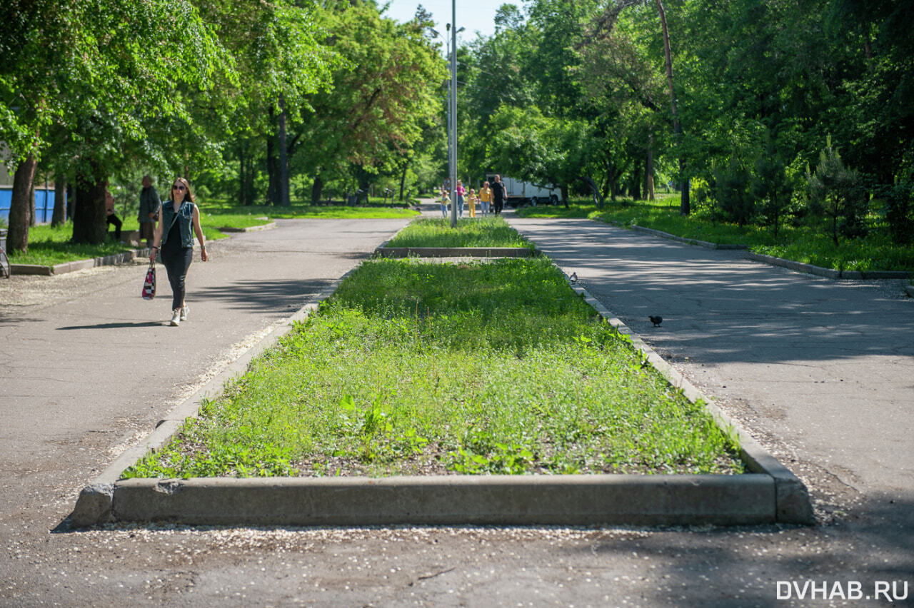 На хабаровской аллея. Хабаровск бульвар. Озеленение в Хабаровске. Городская среда. Лето бульвар.