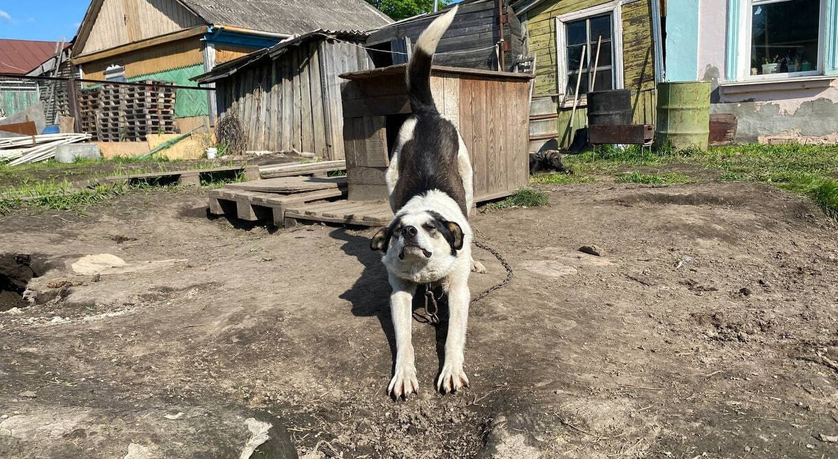 Снова на улицу: хабаровский приют лишают дома (ФОТО; ВИДЕО) — Новости  Хабаровска