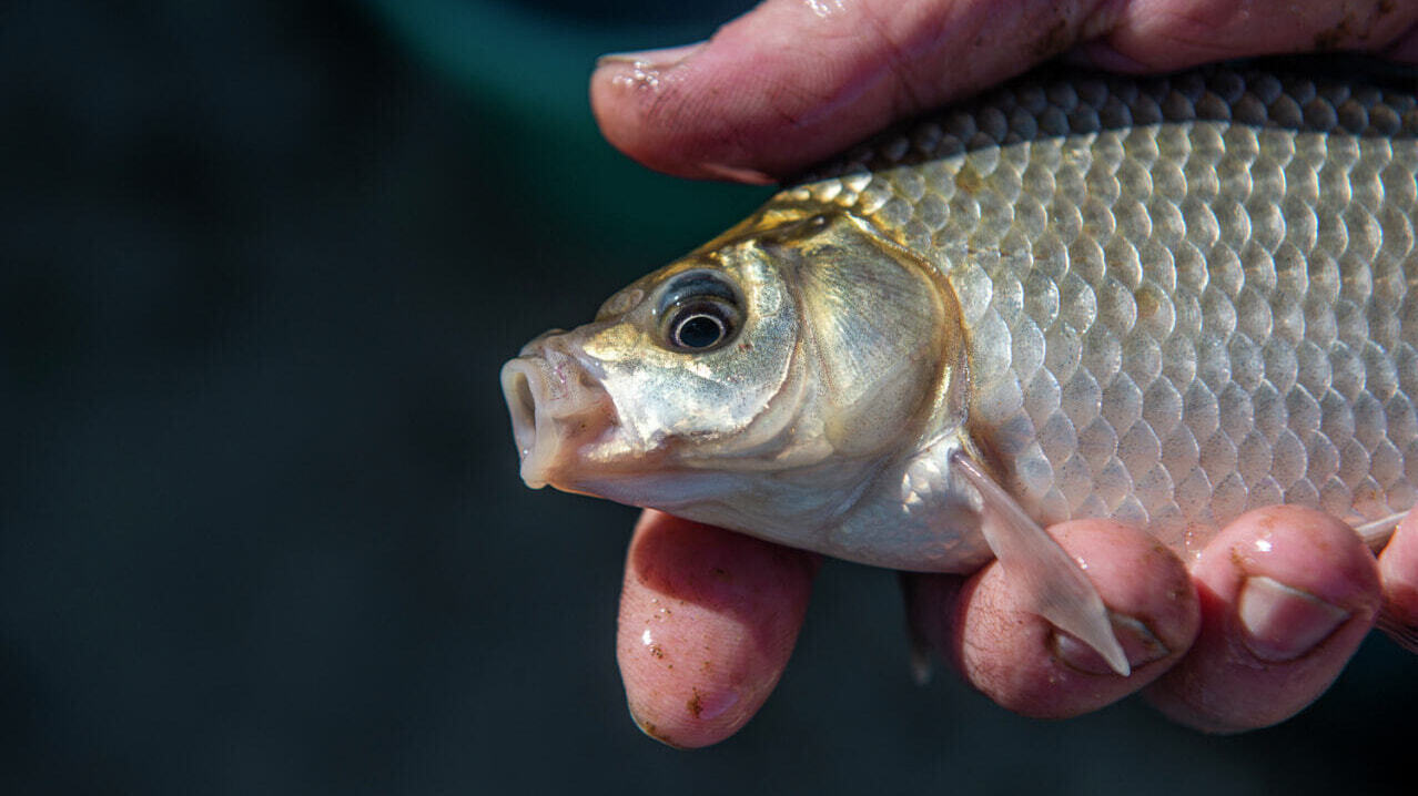 Заслуженный эколог края назвал причину массовой гибели рыбы