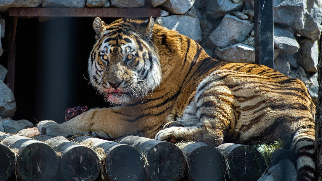Нового тигра ждут в зоосаде под Хабаровском
