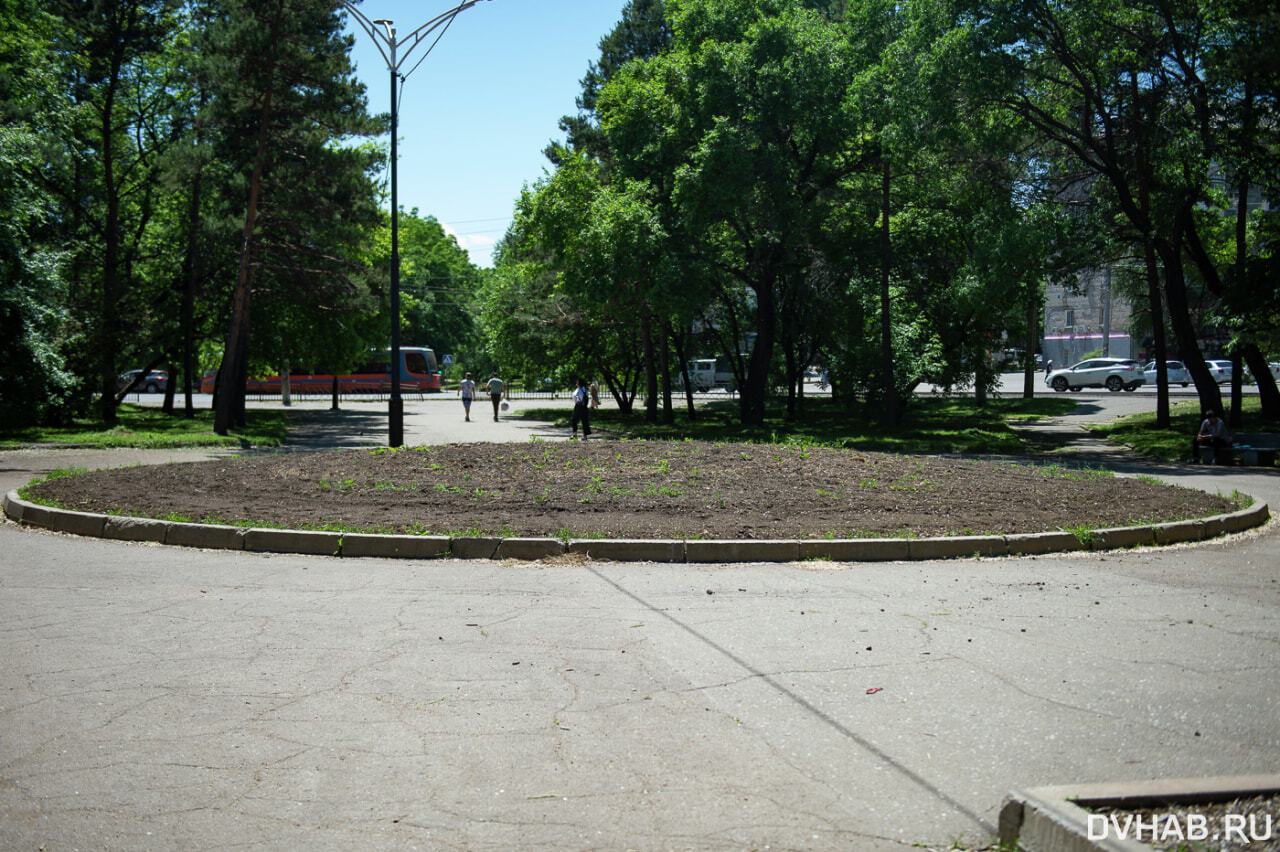 амурский бульвар хабаровск. озеленение кронштадтского бульвара. амурский бульвар хабаровск. уссурийский бульвар хабаровск вид сверху. хабаровск улица амурский бульвар.